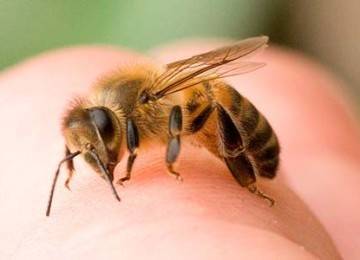 Симптомы аллергической реакции на укус пчелы и методы ее лечения