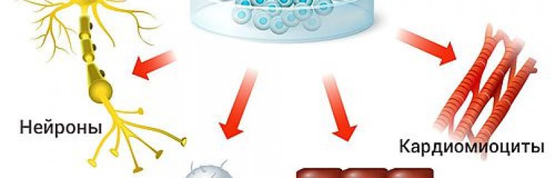 Реферат «стволовые клетки»