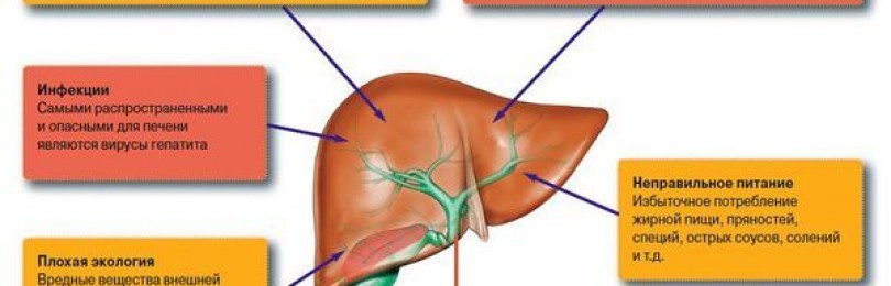 Матрица восстановления печени. Восстановить печень после антибиотиков. Механизм действия Аллохола в схеме. Лечение печени после антибиотикотерапии. Схема приема Аллохола для лечения печени.
