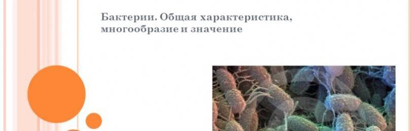 Конспект урока по теме : «бактерии. строение и жизнедеятельность»