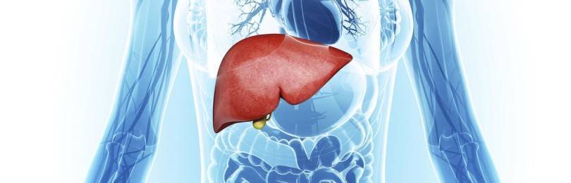 Роль печени в белковом обмене схема
