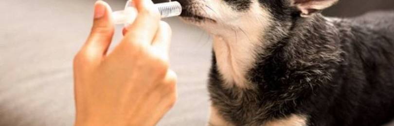 Лекарство Пропалин поможет вылечить недержание мочи у собаки