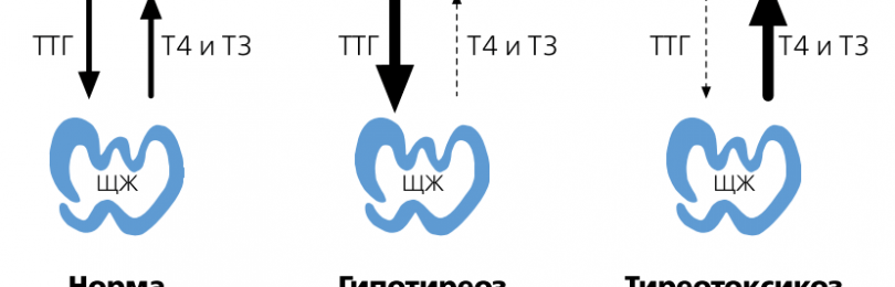 Тиреотропный гормон (ТТГ)