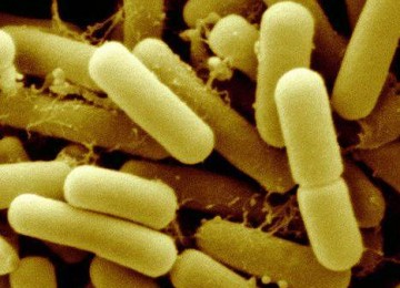 Современная классификация бактериоцинов пробиотиков