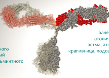 Расшифровка анализа на иммуноглобулин е