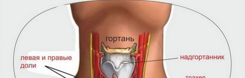 Неоднородная структура щитовидной железы: что это такое