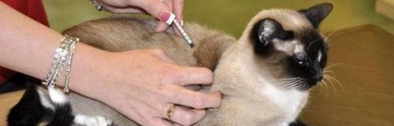 Вакдерм для кошек инструкция по применению вакцины, отзывы