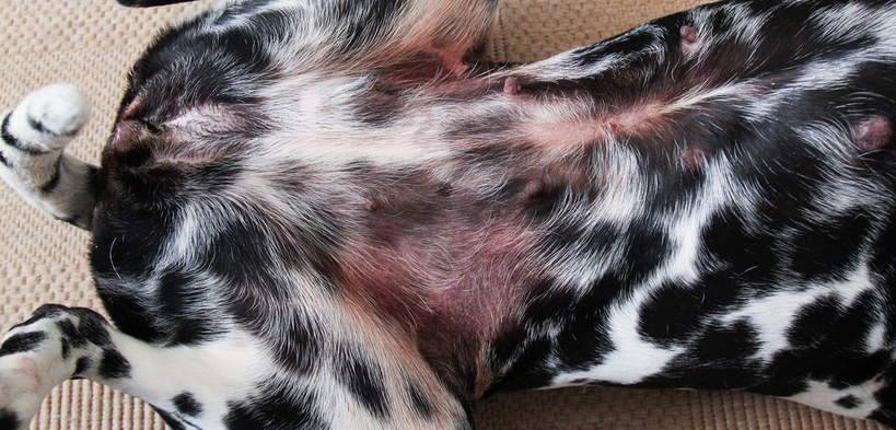 Дрожжевой грибок малассезия у собак: лечение при помощи лекарственных препаратов и профилактика инфекционного заболевания