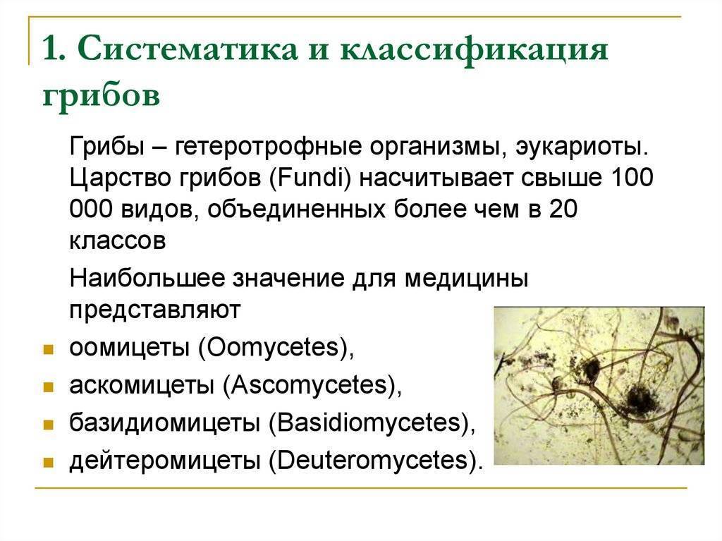 Схема классификация грибов по строению