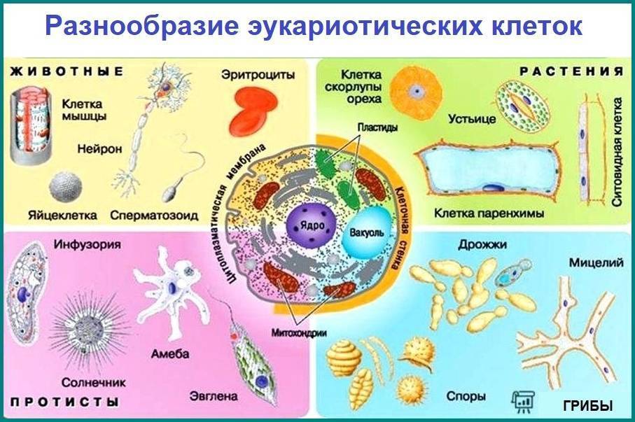 в чем сходство животной и грибной клетки. Смотреть фото в чем сходство животной и грибной клетки. Смотреть картинку в чем сходство животной и грибной клетки. Картинка про в чем сходство животной и грибной клетки. Фото в чем сходство животной и грибной клетки