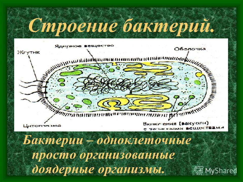 Биология 6 класс строение и жизнедеятельность бактерий презентация