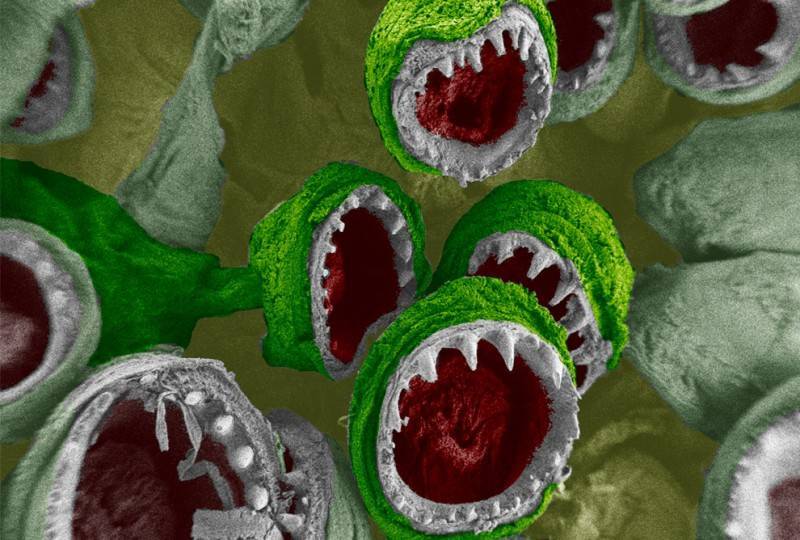какое должно быть увеличение у микроскопа чтобы увидеть бактерии