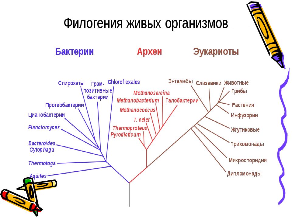 Филогенетическая схема грибов