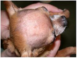 Малассезия в ушах у собак лечение
