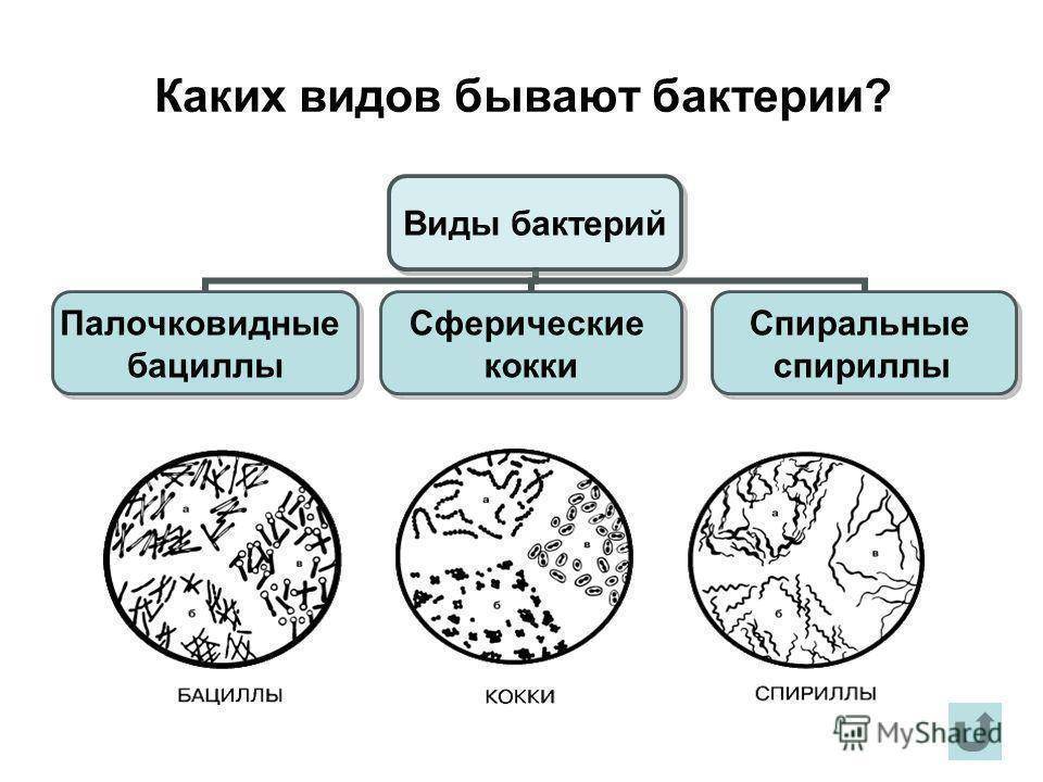 Три группы бактерий. Какие бывают разновидности бактерий. Какие есть типы бактерий. Какой формы бывают бактерии.