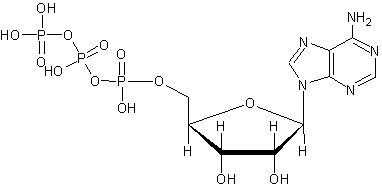 Аденозин - adenosine