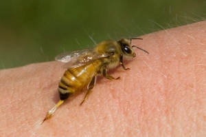 Пчелиный яд (апитоксин) – польза и вред апитерапии, инструкция к применению, препараты (крем софья, бальзам живокост, гель 911, мазь вирапин), лечение различных заболеваний