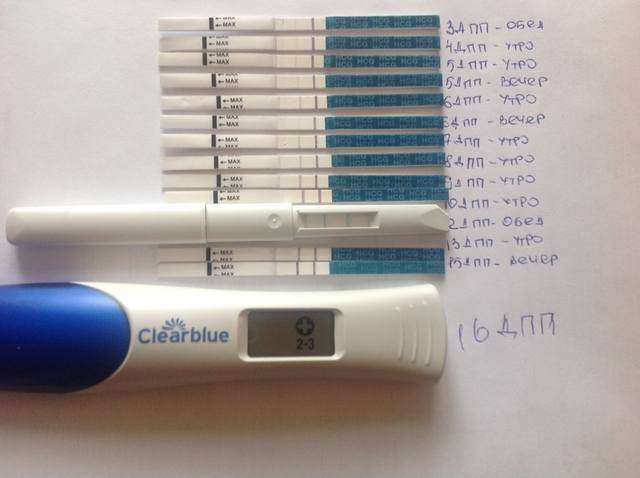 Тест на беременность после переноса пятидневок