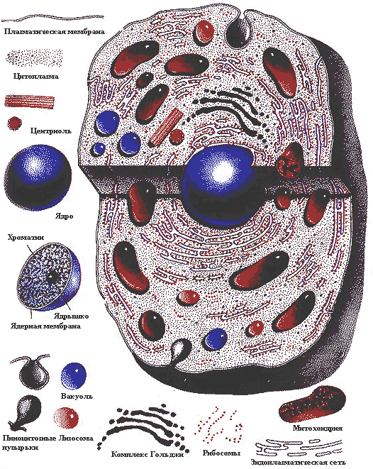 Увеличенная клетка. Эукариотическая клетка клеточная мембрана. Эукариотическая клетка оболочка. Эукариотическая клетка плазма. Деление эукариотической клетки.
