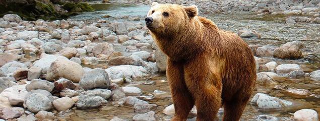 Помогает ли медвежий жир при кашле?