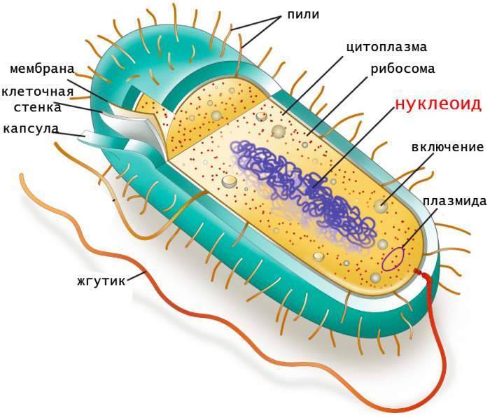 какую функцию выполняет капсула у бактерий. картинка какую функцию выполняет капсула у бактерий. какую функцию выполняет капсула у бактерий фото. какую функцию выполняет капсула у бактерий видео. какую функцию выполняет капсула у бактерий смотреть картинку онлайн. смотреть картинку какую функцию выполняет капсула у бактерий.