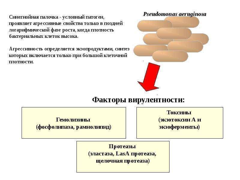 Патогенез синегнойной палочки схема