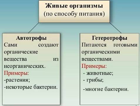 Бактерии автотрофы характеризуются тем что. 0840af306dcd20726a794800d315dabf. Бактерии автотрофы характеризуются тем что фото. Бактерии автотрофы характеризуются тем что-0840af306dcd20726a794800d315dabf. картинка Бактерии автотрофы характеризуются тем что. картинка 0840af306dcd20726a794800d315dabf.