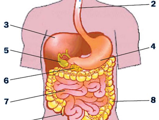 Взаимосвязь инфицированности helicobacter pylori с функциональным состоянием желудка при его сочетанных и вторичных язвах