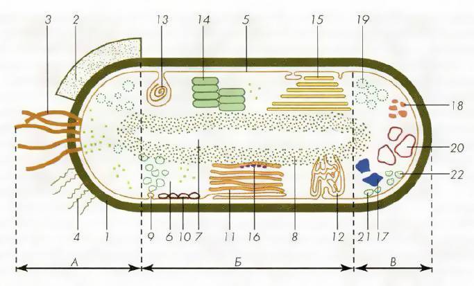 Схема строения бактериальной клетки рисунок