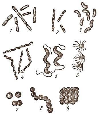Какие формы бактерий изображены на рисунках