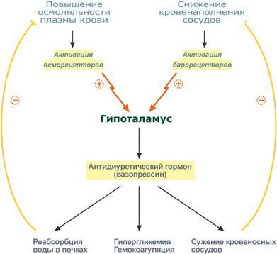 Вазопрессин (гормон): функции и роль в организме. антидиуретический гормон
