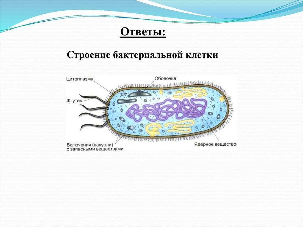Клетки прокариот имеют ядро. Названия основных частей бактериальной клетки. Строение бактериальной клетки простой рисунок. Нарисовать строение бактериальной клетки. Строение покариотической 7клетки.