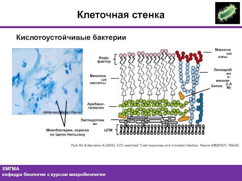 Строение микобактерии туберкулеза схема