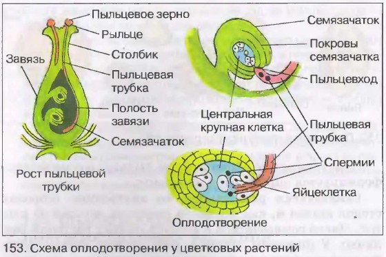 Процесс оплодотворения яйцеклетки