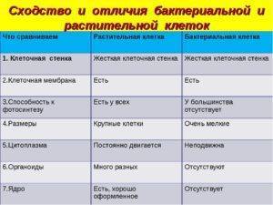 Простейшие и бактерии в чем разница