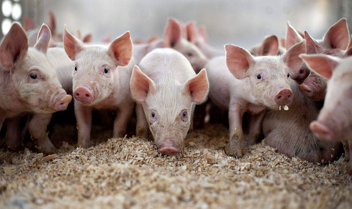 Подстилка для свиней: как выбрать глубокую теплую подстилку? особенности несменяемых, ферментационных и биоподстилок с бактериями