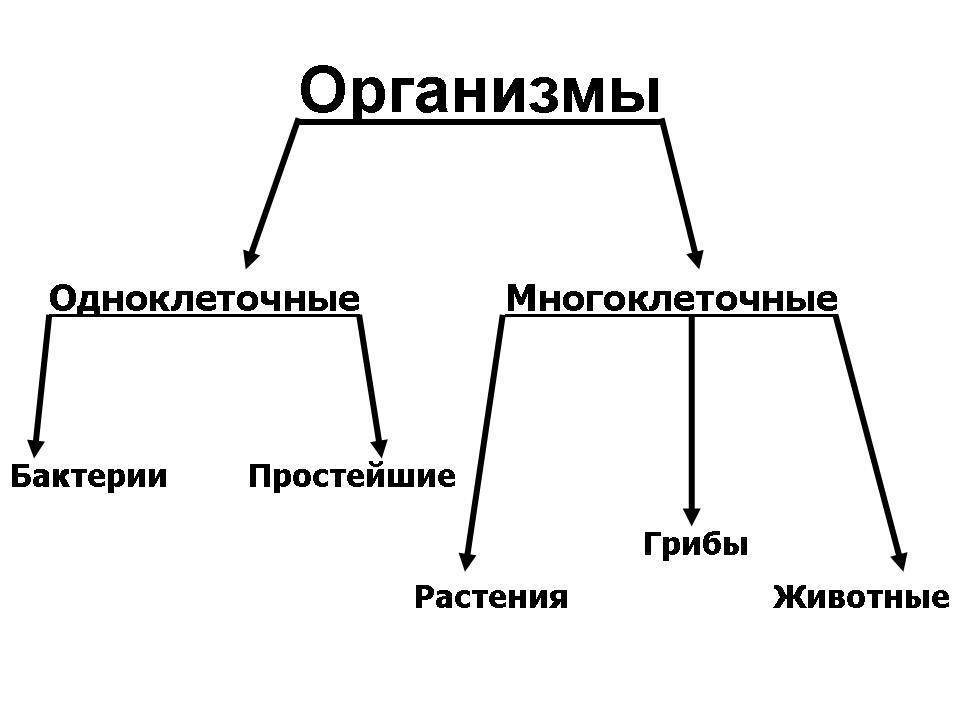 Одноклеточные и многоклеточные организмы 5 класс презентация