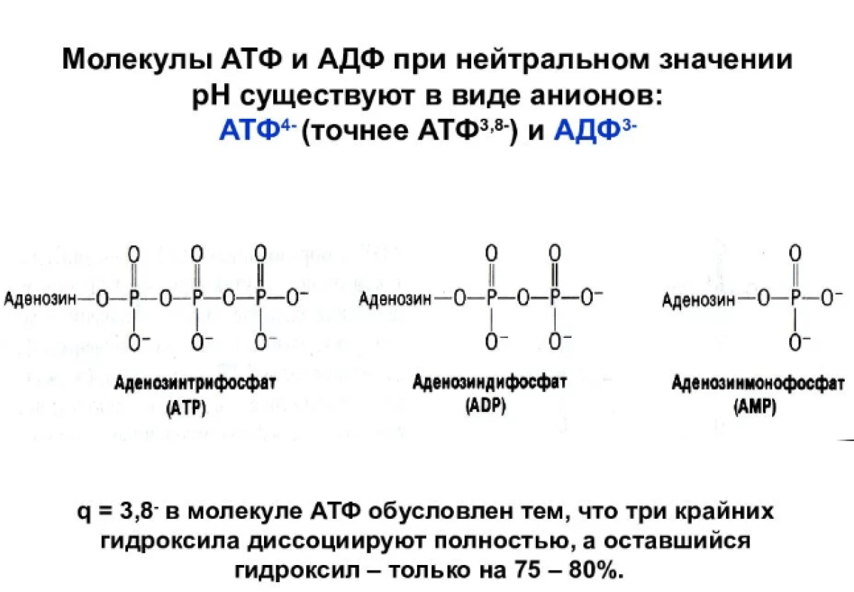 Аденозин дифосфат - adenosine diphosphate - qwe.wiki