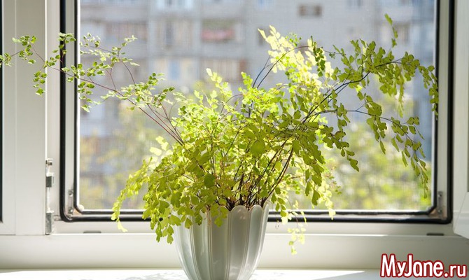 Топ-9 комнатных растений, которые увлажняют и очищают воздух в доме