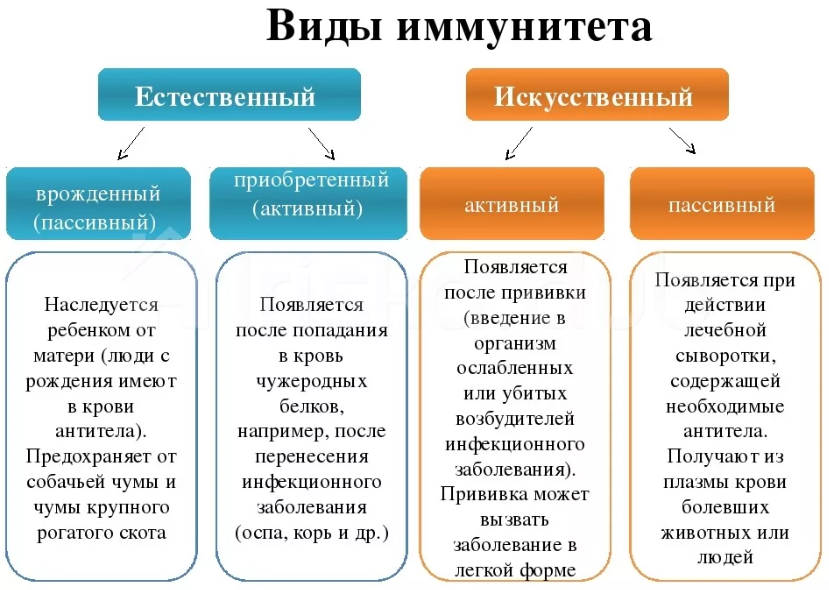 Чем отличается пассивная. Виды иммунитета таблица 8 класс. Виды иммунитета схема. Иммунитет врожденный и приобретенный схема. Виды иммунитета таблица 8 класс по биологии.