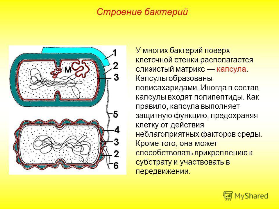 Как называются бактерии с одним жгутиком. картинка Как называются бактерии с одним жгутиком. Как называются бактерии с одним жгутиком фото. Как называются бактерии с одним жгутиком видео. Как называются бактерии с одним жгутиком смотреть картинку онлайн. смотреть картинку Как называются бактерии с одним жгутиком.