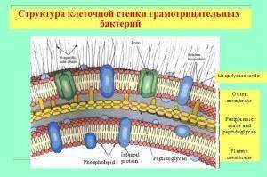 L-формы бактерий