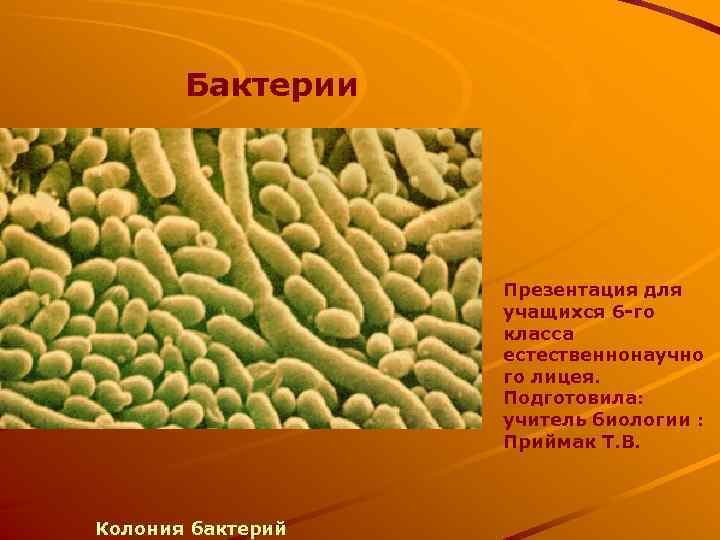 Презентация бактерии 7 класс биология. Бактерии презентация. Презентация бактерии 5 класс. Бактерии ОГЭ. Спиральные бактерии презентация.