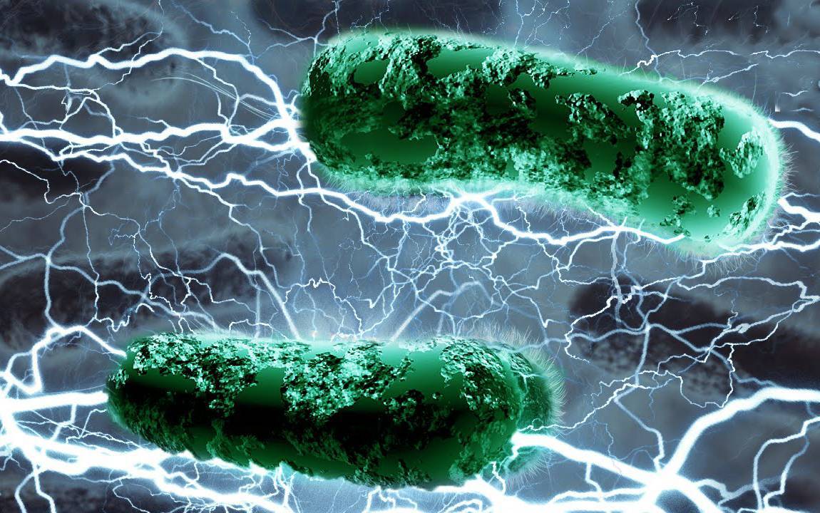 Бактерии-паразиты: вредоносные бактерии в организме