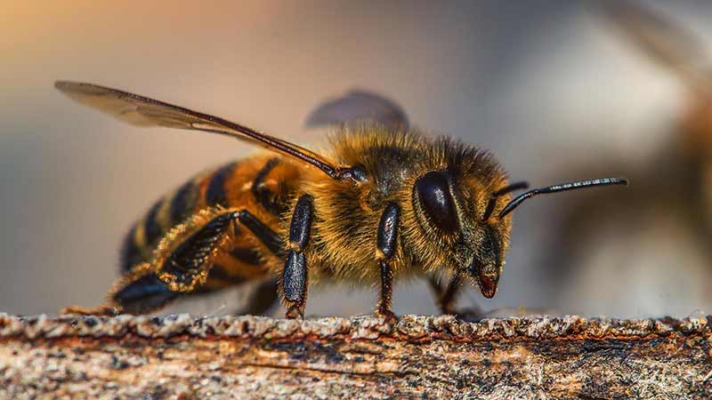 Пчелиный яд – инструкция по применению, аналоги, цена, отзывы