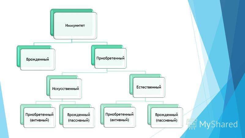 Иммунитет врожденный и приобретенный схема