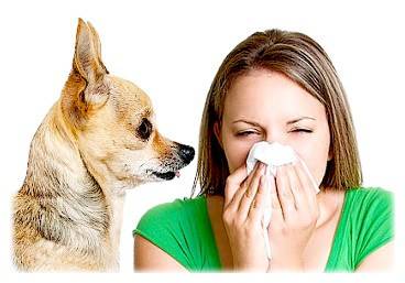 Аллергия на собак: чудовищные заблуждения, из-за которых убивают животных