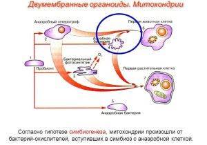 Ядра не имеют клетки 1)растений.2)животных.3)грибов.4)бактерий