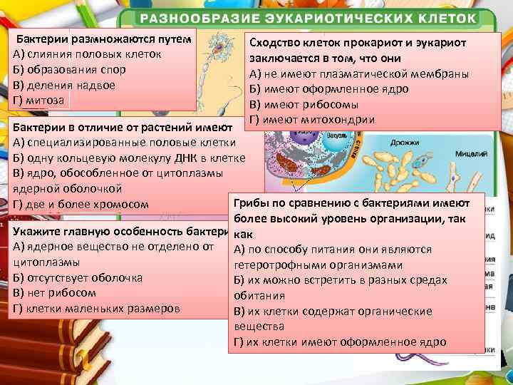 Бактерии в отличие от растений имеют