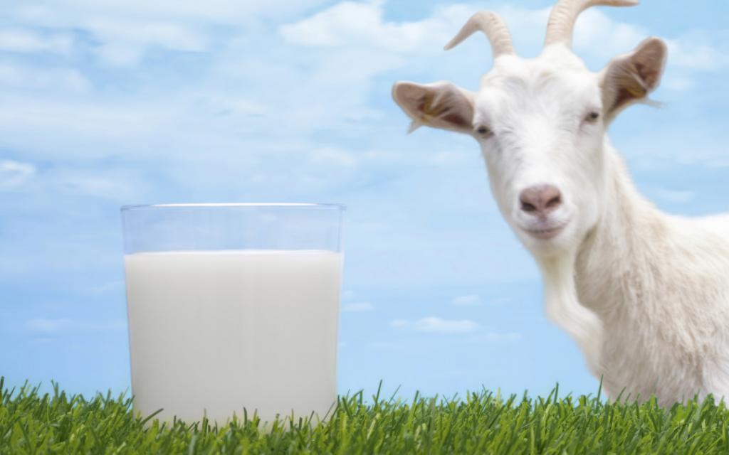 Козье молоко - козье молоко детям до года - запись пользователя анастасия (lisaalisa_86) в сообществе питание новорожденного в категории молочная кухня и всё, что связано с молочком - babyblog.ru
